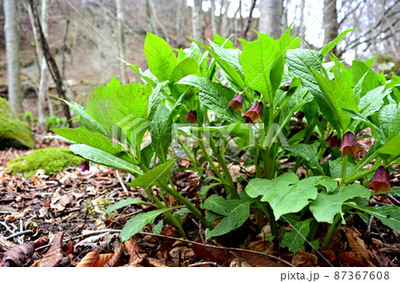 有毒植物のハシリドコロ 87367608
