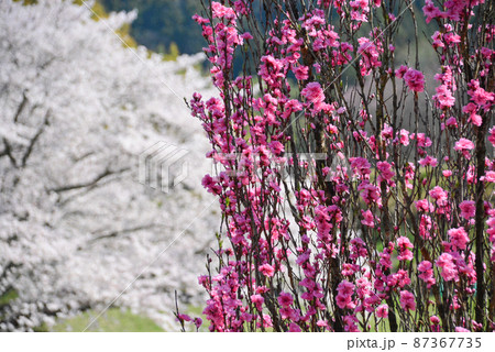 国営飛鳥歴史公園「石舞台地区」に咲く照手桃 国営飛鳥歴史公園「石舞台地区」に咲く照手桃 87367735
