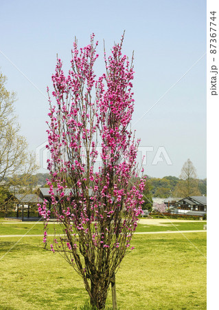 国営飛鳥歴史公園「石舞台地区」に咲く照手桃 国営飛鳥歴史公園「石舞台地区」に咲く照手桃 87367744