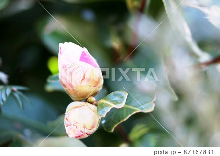ただ今開花の準備中 ツバキ(椿)の蕾 ただ今開花の準備中 ツバキ(椿)の蕾 87367831