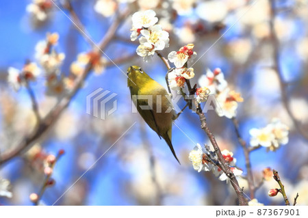 梅の密を吸うメジロ  　　　　   87367901