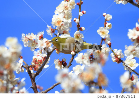 梅の密を吸うメジロ  　　　　   87367911