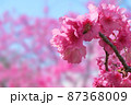 沖縄の桜と青空_SAKURA_横 87368009