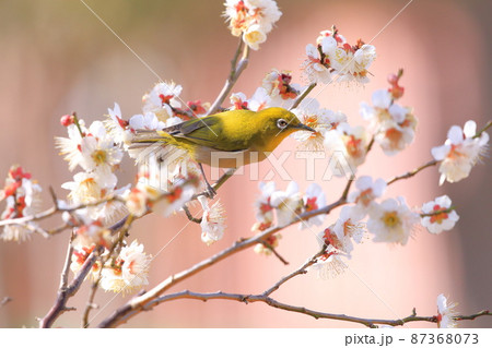 梅の密を吸うメジロ  　　　　   87368073