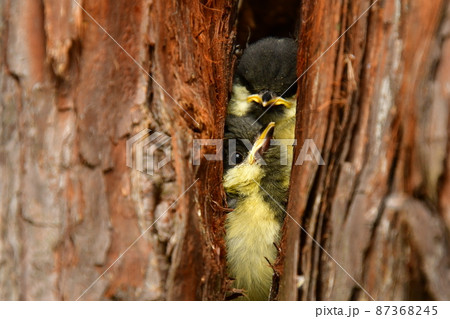 シジュウカラ　ムロの巣の中ヒナが見える　 87368245