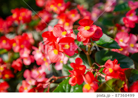 Red begonia in the field Red begonia in the field 87368499