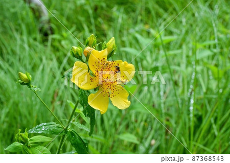ひっそりと咲く満開のトモエソウの花@上高地、長野 ひっそりと咲く満開のトモエソウの花@上高地、長野 87368543