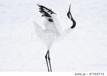 タンチョウの決めポーズ タンチョウの決めポーズ 87368734