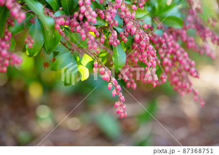 まだ若い早春の馬酔木の木 87368751