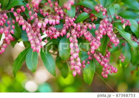 まだ若い早春の馬酔木の木 87368753