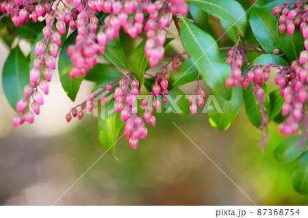 まだ若い早春の馬酔木の木 87368754