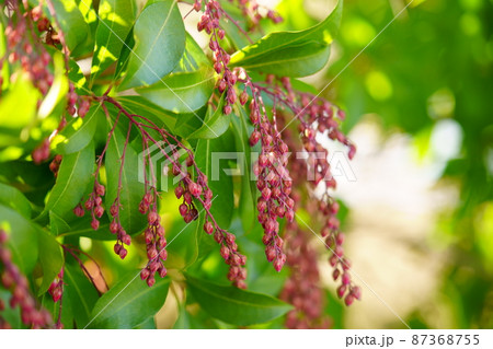 まだ若い早春の馬酔木の木 87368755