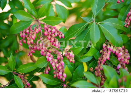 まだ若い早春の馬酔木の木 87368756