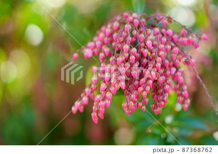 まだ若い早春の馬酔木の木 87368762