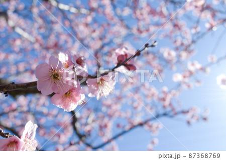 薄ピンクの梅の花と青空 薄ピンクの梅の花と青空 87368769