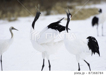 タンチョウの番いの鳴き交し 87368784