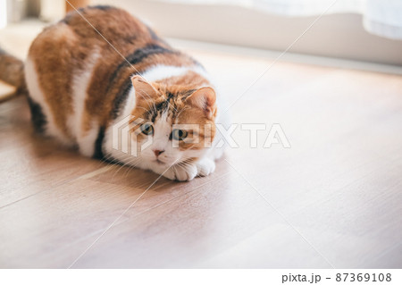 おしゃれなインテリアと可愛い猫 おしゃれなインテリアと可愛い猫 87369108