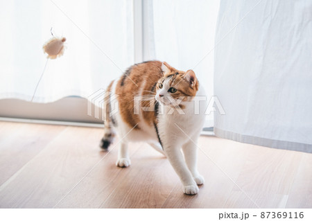 おしゃれなインテリアと可愛い猫 87369116