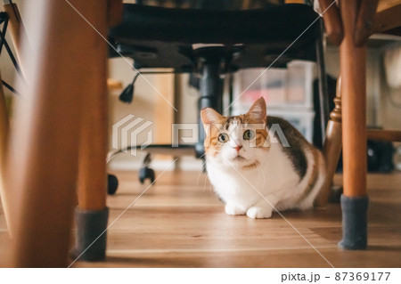 おしゃれなインテリアと可愛い猫 おしゃれなインテリアと可愛い猫 87369177