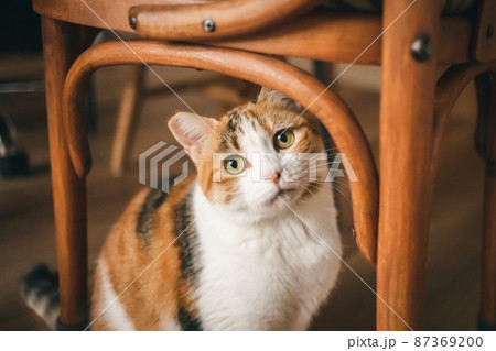 おしゃれなインテリアと可愛い猫 おしゃれなインテリアと可愛い猫 87369200