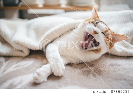 おしゃれなインテリアと可愛い猫 87369252