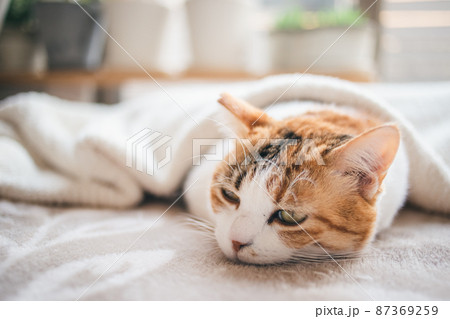 おしゃれなインテリアと可愛い猫 おしゃれなインテリアと可愛い猫 87369259