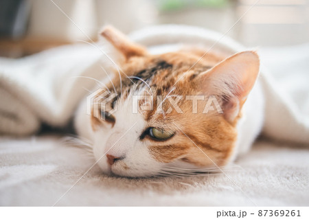 おしゃれなインテリアと可愛い猫 おしゃれなインテリアと可愛い猫 87369261