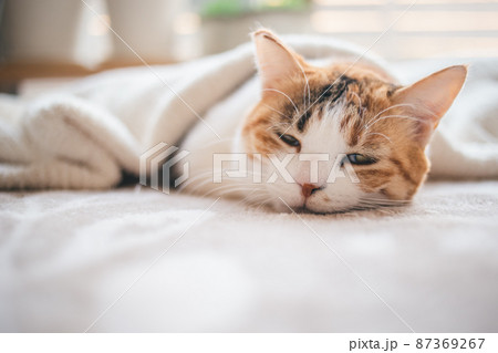 おしゃれなインテリアと可愛い猫 87369267