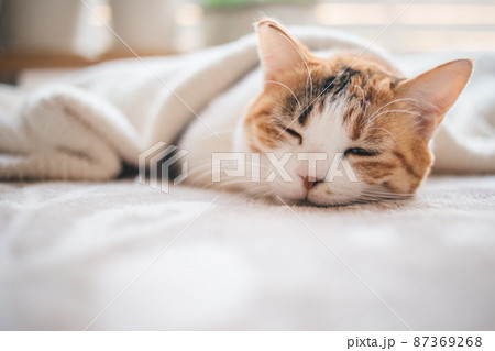 おしゃれなインテリアと可愛い猫 87369268