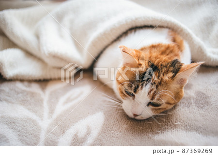 おしゃれなインテリアと可愛い猫 87369269