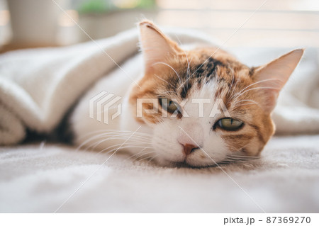 おしゃれなインテリアと可愛い猫 87369270