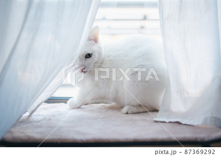 おしゃれなインテリアと可愛い猫 おしゃれなインテリアと可愛い猫 87369292