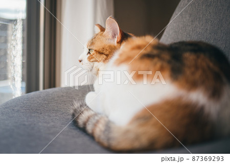 おしゃれなインテリアと可愛い猫 おしゃれなインテリアと可愛い猫 87369293