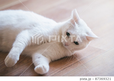 おしゃれなインテリアと可愛い猫 おしゃれなインテリアと可愛い猫 87369321