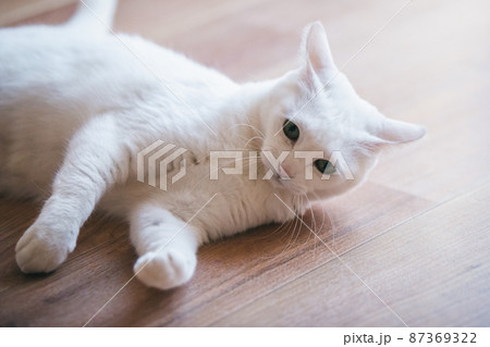おしゃれなインテリアと可愛い猫 おしゃれなインテリアと可愛い猫 87369322