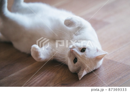 おしゃれなインテリアと可愛い猫 87369333