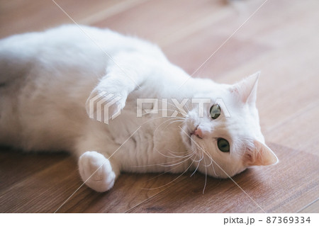 おしゃれなインテリアと可愛い猫 おしゃれなインテリアと可愛い猫 87369334