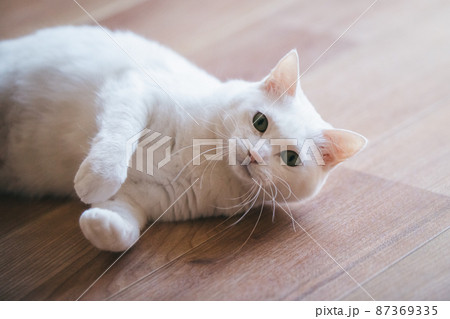 おしゃれなインテリアと可愛い猫 おしゃれなインテリアと可愛い猫 87369335