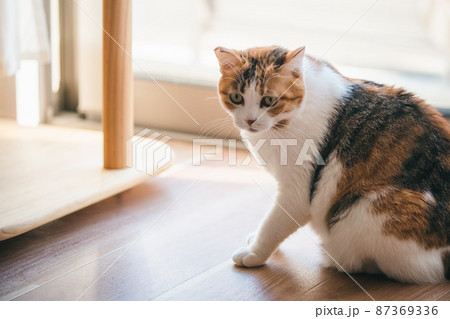 おしゃれなインテリアと可愛い猫 87369336