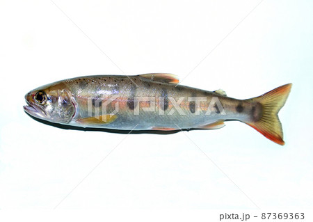 丹沢で釣った天然のヤマメを1尾だけ白バックで撮った 丹沢で釣った天然のヤマメを1尾だけ白バックで撮った 87369363
