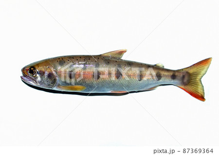 丹沢で釣った天然のヤマメを1尾だけ白バックで撮った 87369364