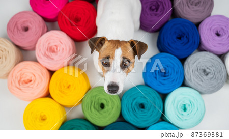 Jack russell terrier dog near multi-colored cotton yarn. The assortment of the store for needlework. Top view. 87369381