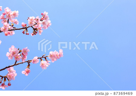 青空と河津桜 87369469