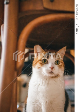 おしゃれなインテリアと可愛い猫 おしゃれなインテリアと可愛い猫 87369826