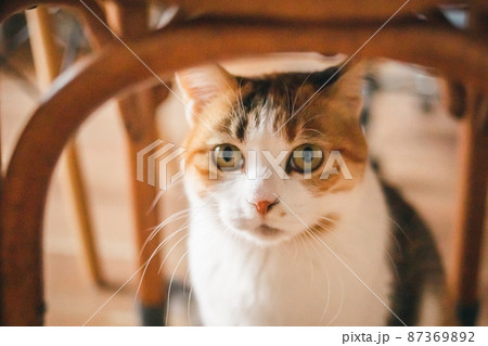 おしゃれなインテリアと可愛い猫 おしゃれなインテリアと可愛い猫 87369892