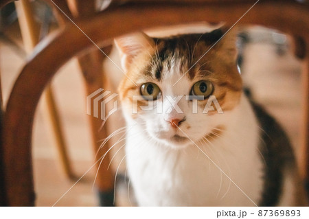 おしゃれなインテリアと可愛い猫 87369893