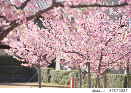満開の河津桜 87370027