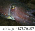 Closeup with the colorful Giant Cuttlefish during the leisure dive in Tunku Abdul Rahman Park, Kota Kinabalu, Sabah. Malaysia,  87370157