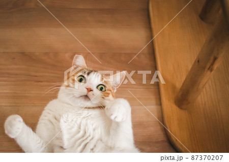 おしゃれなインテリアと可愛い猫 87370207