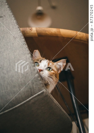 おしゃれなインテリアと可愛い猫 87370245